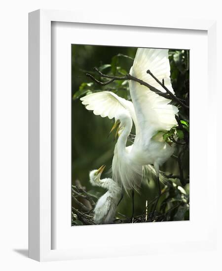 Egret Keeps Her Baby under Her Wing on a Tree, on the Banks of the River Brahmaputra in India-null-Framed Photographic Print