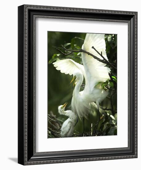 Egret Keeps Her Baby under Her Wing on a Tree, on the Banks of the River Brahmaputra in India-null-Framed Photographic Print