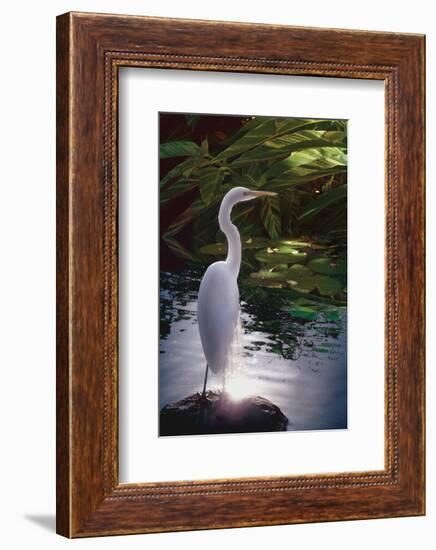 Egret Light-Steve Hunziker-Framed Art Print