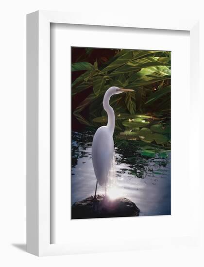 Egret Light-Steve Hunziker-Framed Art Print