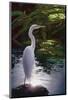 Egret Light-Steve Hunziker-Mounted Art Print