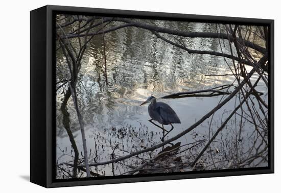 Egret, Martling's Pond, 2013-Anthony Butera-Framed Premier Image Canvas