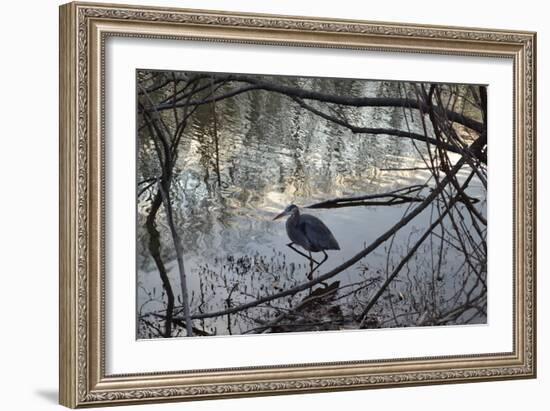 Egret, Martling's Pond, 2013-Anthony Butera-Framed Photographic Print