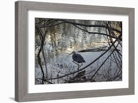 Egret, Martling's Pond, 2013-Anthony Butera-Framed Photographic Print