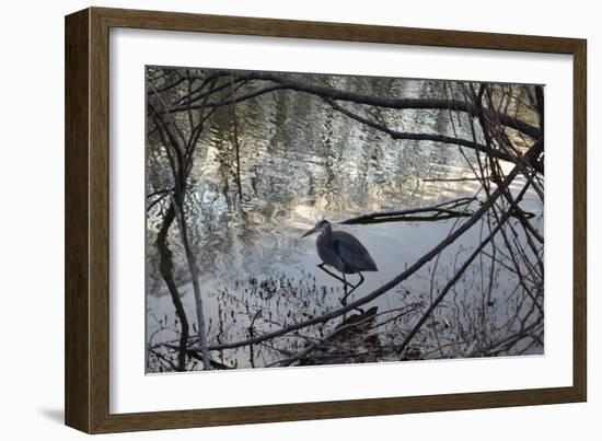 Egret, Martling's Pond, 2013-Anthony Butera-Framed Photographic Print