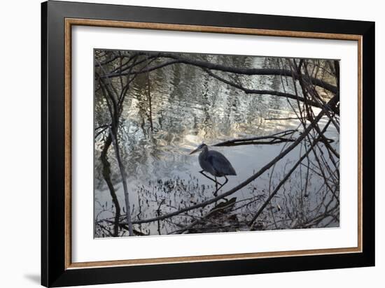 Egret, Martling's Pond, 2013-Anthony Butera-Framed Photographic Print