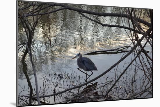 Egret, Martling's Pond, 2013-Anthony Butera-Mounted Photographic Print