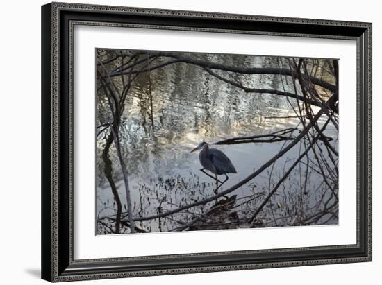 Egret, Martling's Pond, 2013-Anthony Butera-Framed Photographic Print