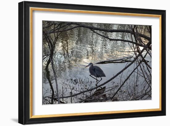 Egret, Martling's Pond, 2013-Anthony Butera-Framed Photographic Print