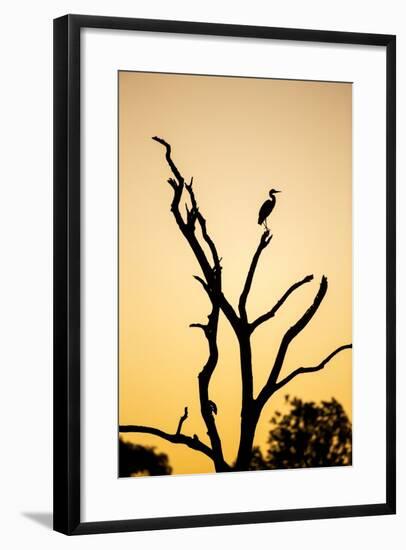 Egret, Savuti Marsh, Chobe National Park, Botswana-Paul Souders-Framed Photographic Print