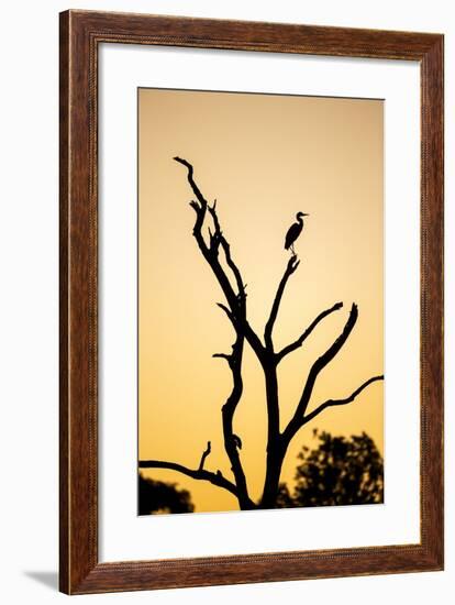 Egret, Savuti Marsh, Chobe National Park, Botswana-Paul Souders-Framed Photographic Print