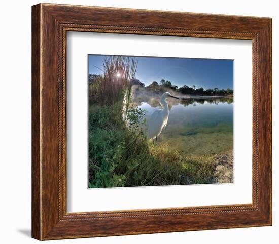 Egret Sunrise-Steve Hunziker-Framed Art Print