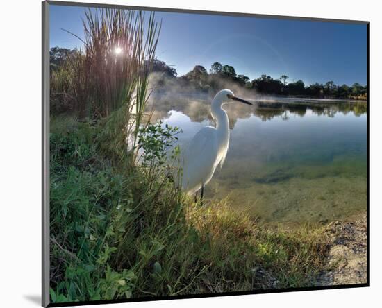 Egret Sunrise-Steve Hunziker-Mounted Art Print