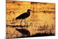 Photographic Print