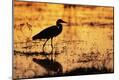Photographic Print