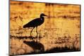 Photographic Print