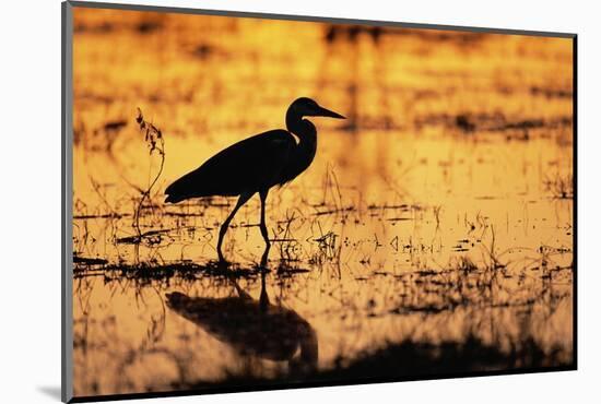 Egret Wading Through the Khwai River-null-Mounted Photographic Print