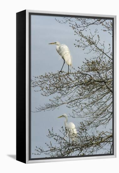 Egret-Gary Carter-Framed Premier Image Canvas