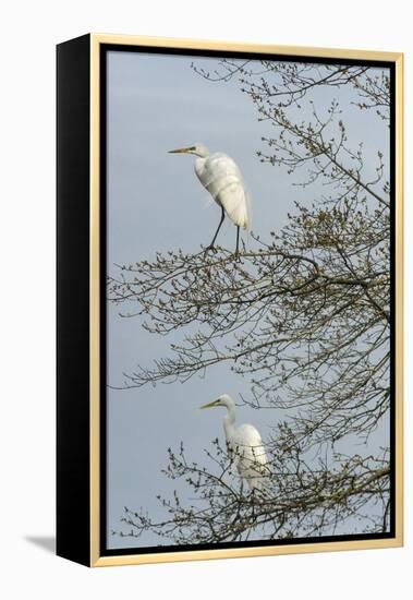 Egret-Gary Carter-Framed Premier Image Canvas