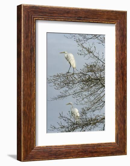 Egret-Gary Carter-Framed Photographic Print