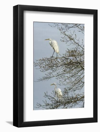 Egret-Gary Carter-Framed Photographic Print