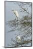 Egret-Gary Carter-Mounted Photographic Print