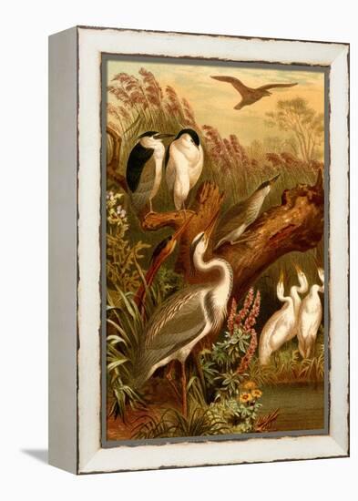 Egrets and Cranes-F.W. Kuhnert-Framed Stretched Canvas