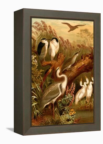 Egrets and Cranes-F.W. Kuhnert-Framed Stretched Canvas