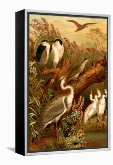 Egrets and Cranes-F.W. Kuhnert-Framed Stretched Canvas