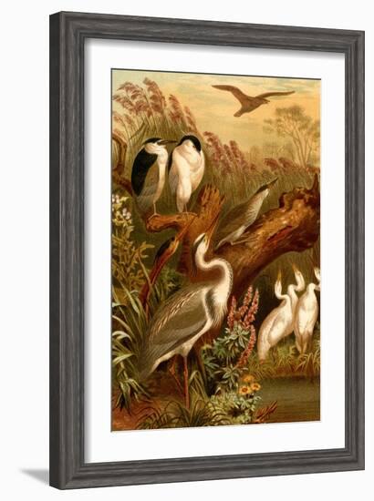 Egrets and Cranes-F.W. Kuhnert-Framed Art Print