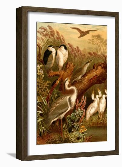 Egrets and Cranes-F.W. Kuhnert-Framed Art Print