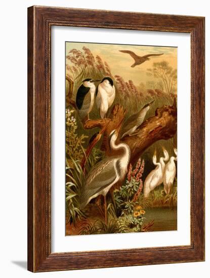 Egrets and Cranes-F.W. Kuhnert-Framed Art Print