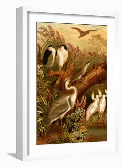 Egrets and Cranes-F.W. Kuhnert-Framed Art Print