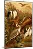 Egrets and Cranes-F.W. Kuhnert-Mounted Art Print