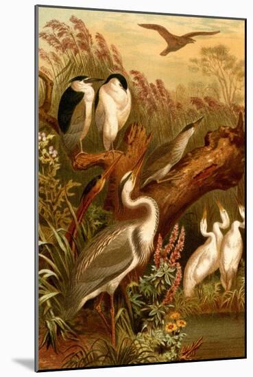 Egrets and Cranes-F.W. Kuhnert-Mounted Art Print