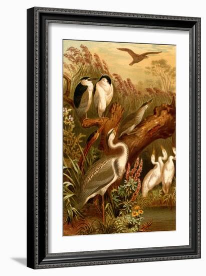 Egrets and Cranes-F.W. Kuhnert-Framed Art Print