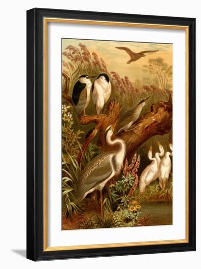 Egrets and Cranes-F.W. Kuhnert-Framed Art Print