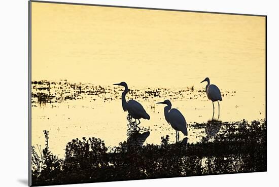 Egrets in the Sunrise 2-Alan Hausenflock-Mounted Photographic Print