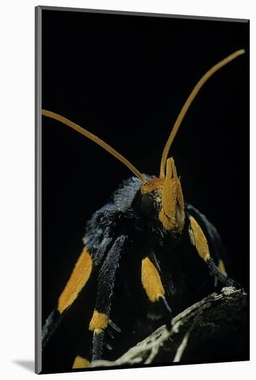 Egybolis Vaillantina (African Peach Moth) - Portrait-Paul Starosta-Mounted Photographic Print