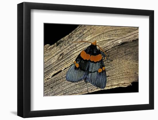 Egybolis Vaillantina (African Peach Moth)-Paul Starosta-Framed Photographic Print