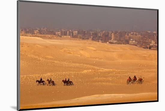 Egypt, Cairo, Giza, Evening Light, Camels and Horses-Catharina Lux-Mounted Photographic Print