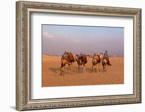 Egypt, Cairo, Pyramids of Gizeh, Cameleer-Catharina Lux-Framed Photographic Print