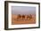 Egypt, Cairo, Pyramids of Gizeh, Cameleer-Catharina Lux-Framed Photographic Print