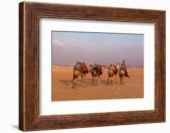 Egypt, Cairo, Pyramids of Gizeh, Cameleer-Catharina Lux-Framed Photographic Print