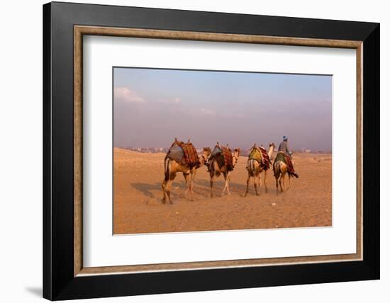 Egypt, Cairo, Pyramids of Gizeh, Cameleer-Catharina Lux-Framed Photographic Print