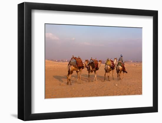 Egypt, Cairo, Pyramids of Gizeh, Cameleer-Catharina Lux-Framed Photographic Print