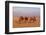 Egypt, Cairo, Pyramids of Gizeh, Cameleer-Catharina Lux-Framed Photographic Print