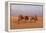 Egypt, Cairo, Pyramids of Gizeh, Cameleer-Catharina Lux-Framed Premier Image Canvas