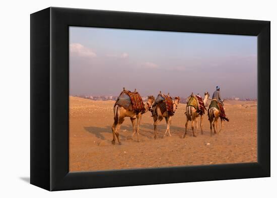 Egypt, Cairo, Pyramids of Gizeh, Cameleer-Catharina Lux-Framed Premier Image Canvas