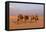 Egypt, Cairo, Pyramids of Gizeh, Cameleer-Catharina Lux-Framed Premier Image Canvas